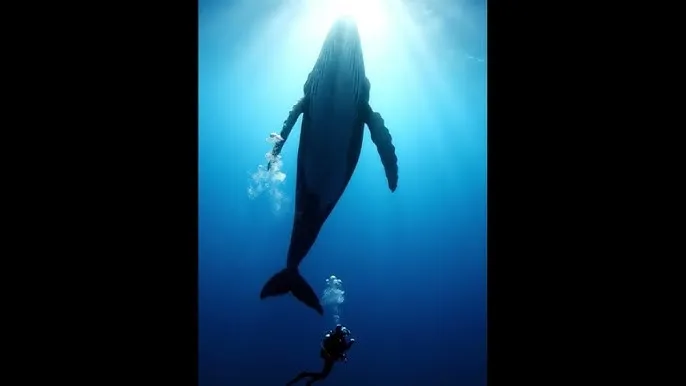 若你安好便是晴天免费看 - 深蓝星球：探索海洋深处的未知世界